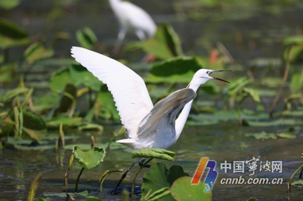 Las garcetas habitan el lago Dongqian